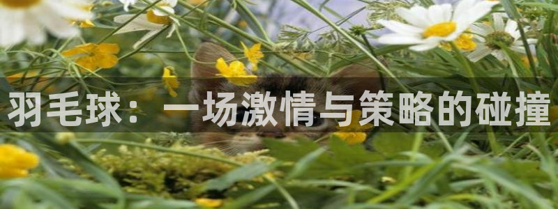 球客岛：羽毛球：一场激情与策略的碰撞